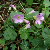 Oxalis debilis Kunth